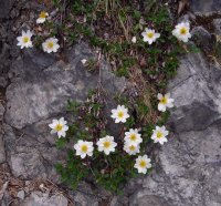 Mountain avens